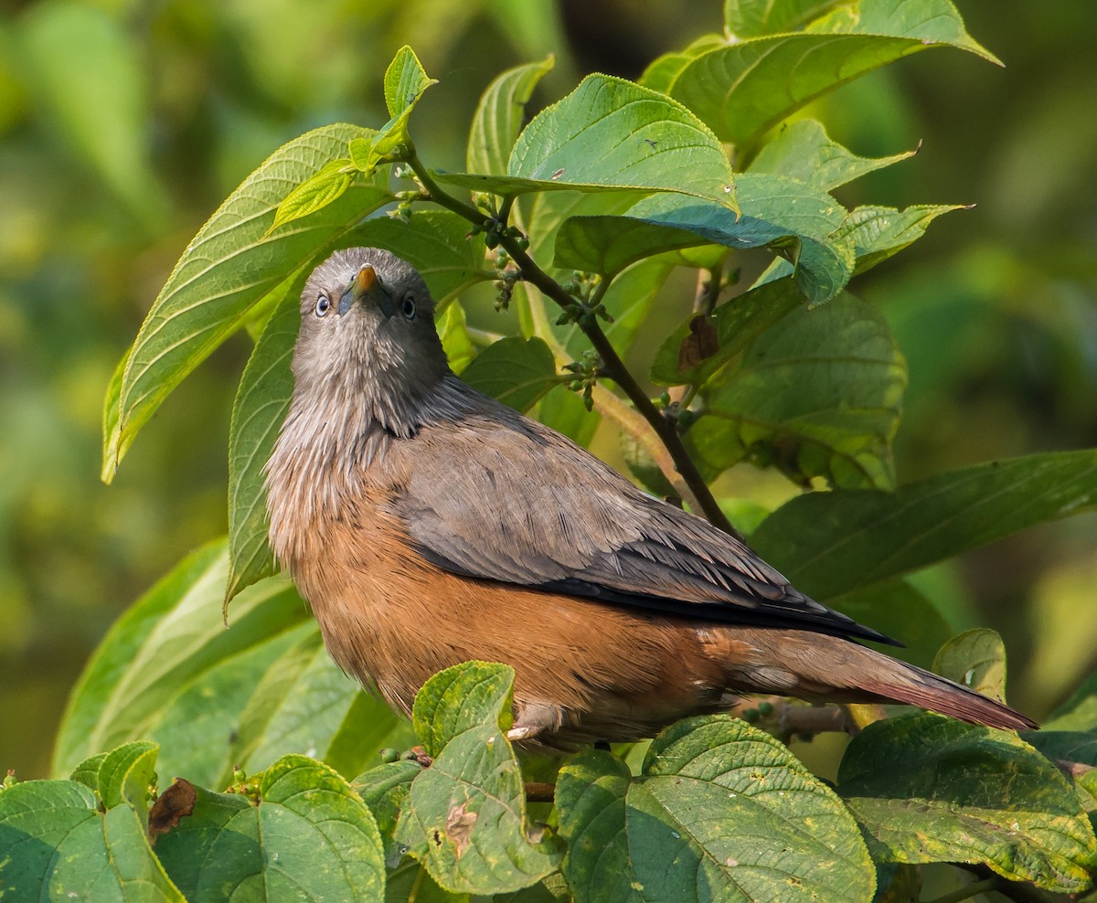 Chestnut-tailed Starling - ML132804571