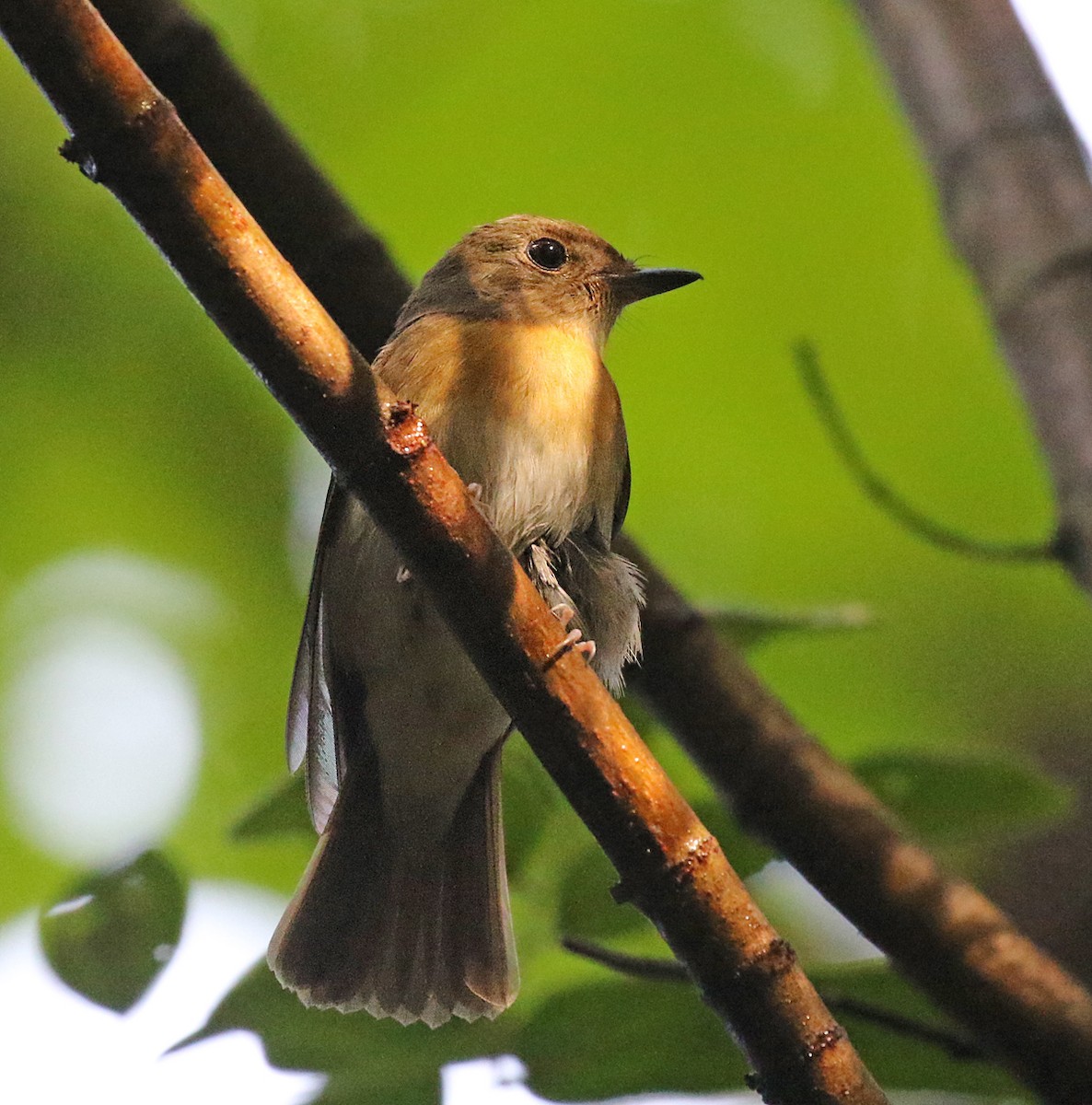 Chinese Blue Flycatcher - Dave Bakewell
