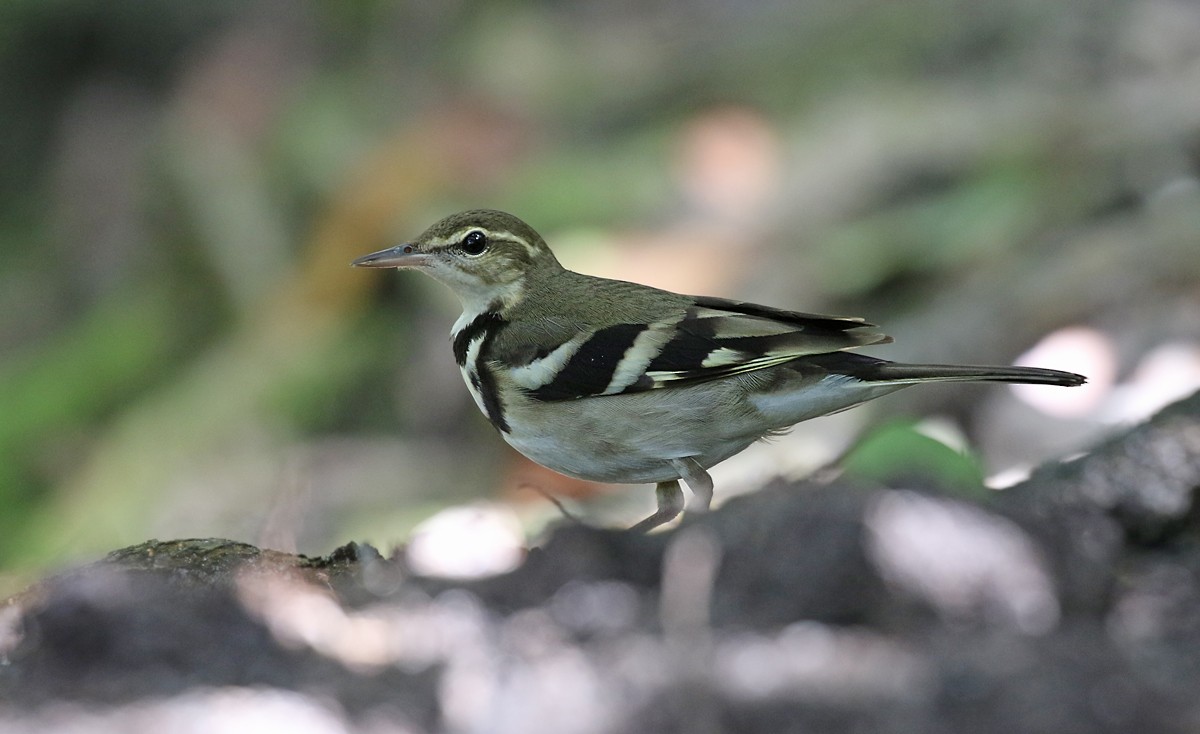 Forest Wagtail - ML132805171
