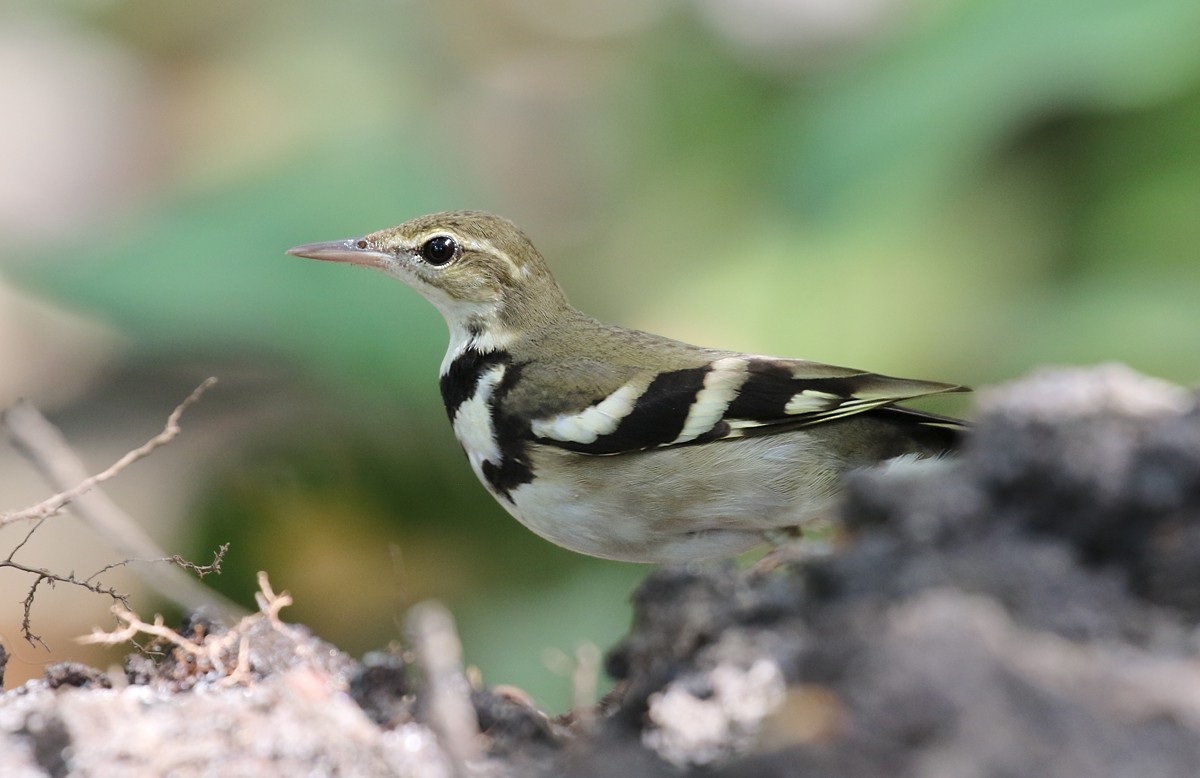 Forest Wagtail - ML132805181
