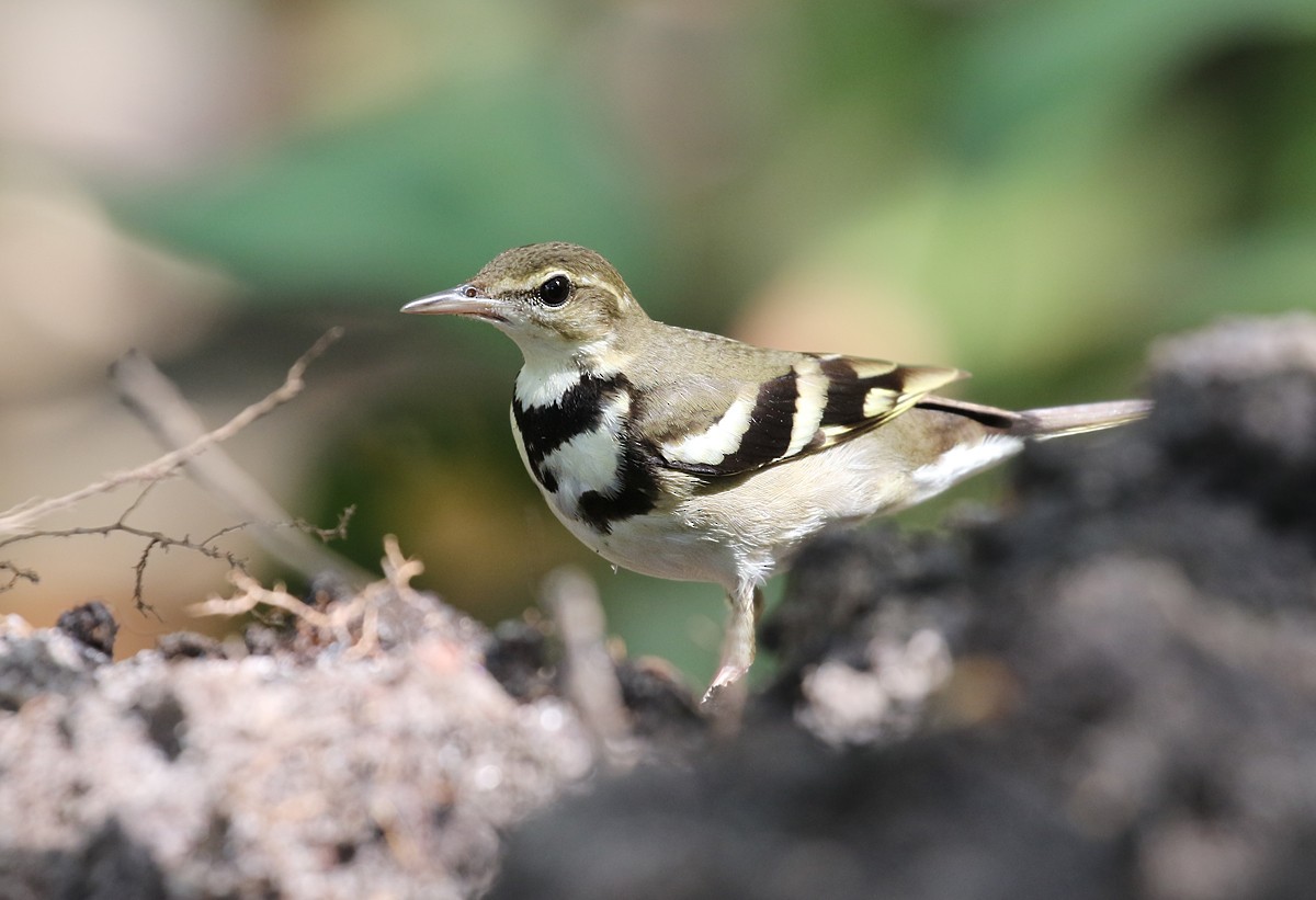 Forest Wagtail - ML132805191