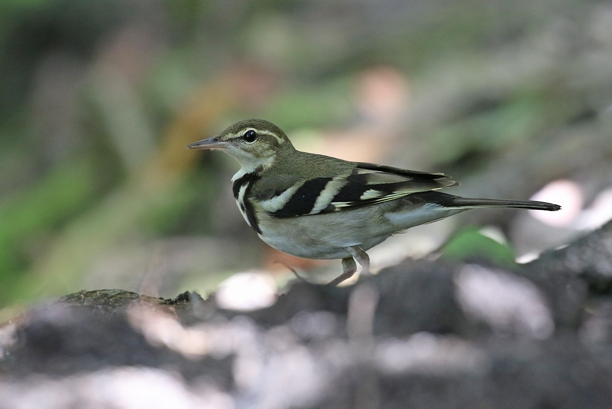 Forest Wagtail - ML132805201