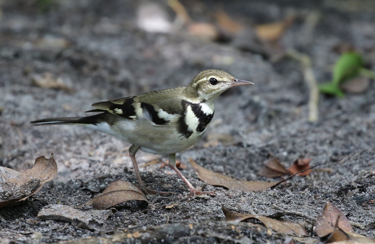 Forest Wagtail - ML132805211