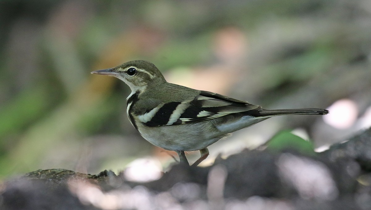 Forest Wagtail - ML132805231