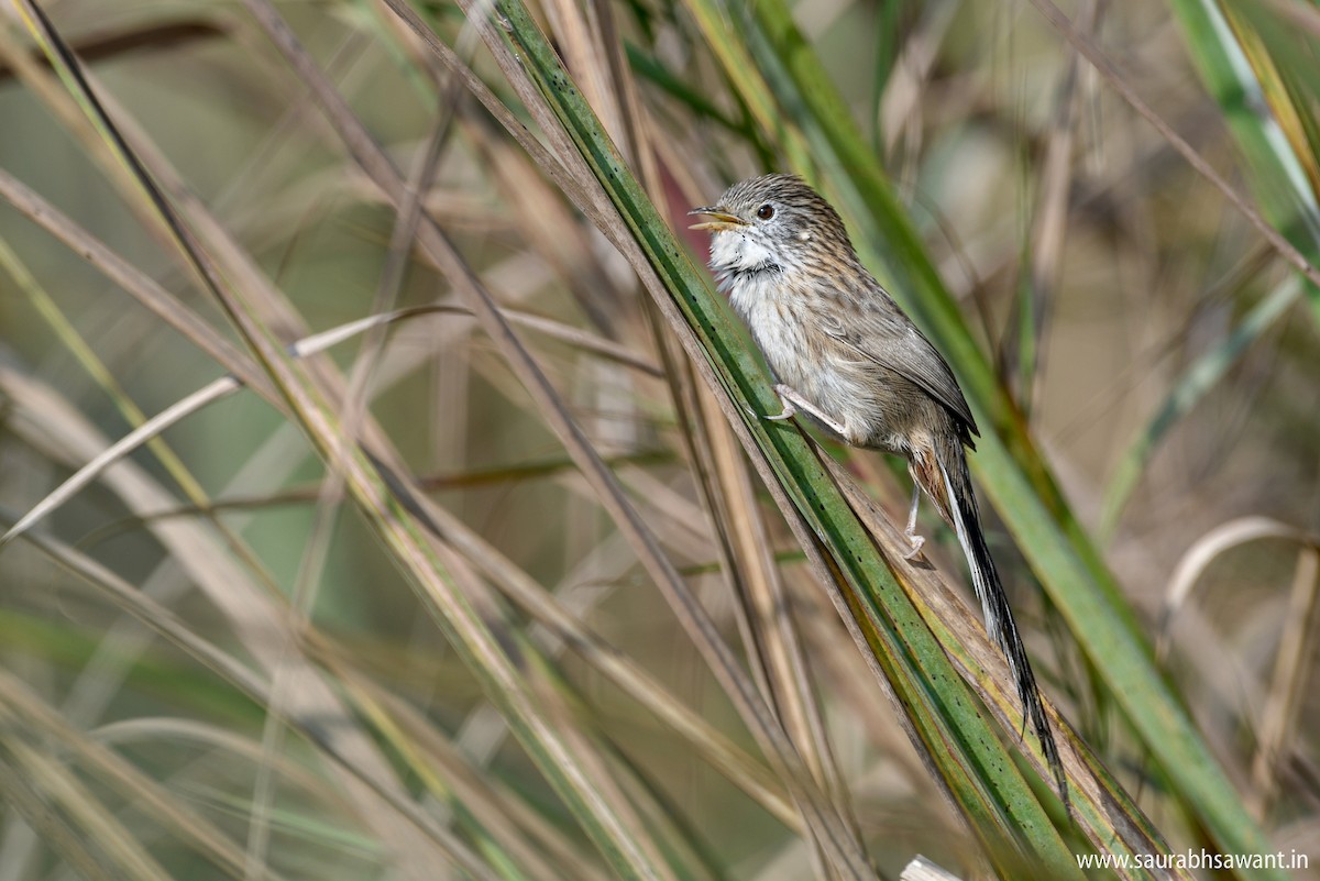 Rufous-vented Grass Babbler - Saurabh Sawant