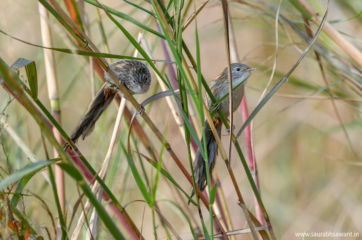 Rufous-vented Grass Babbler - ML132805541