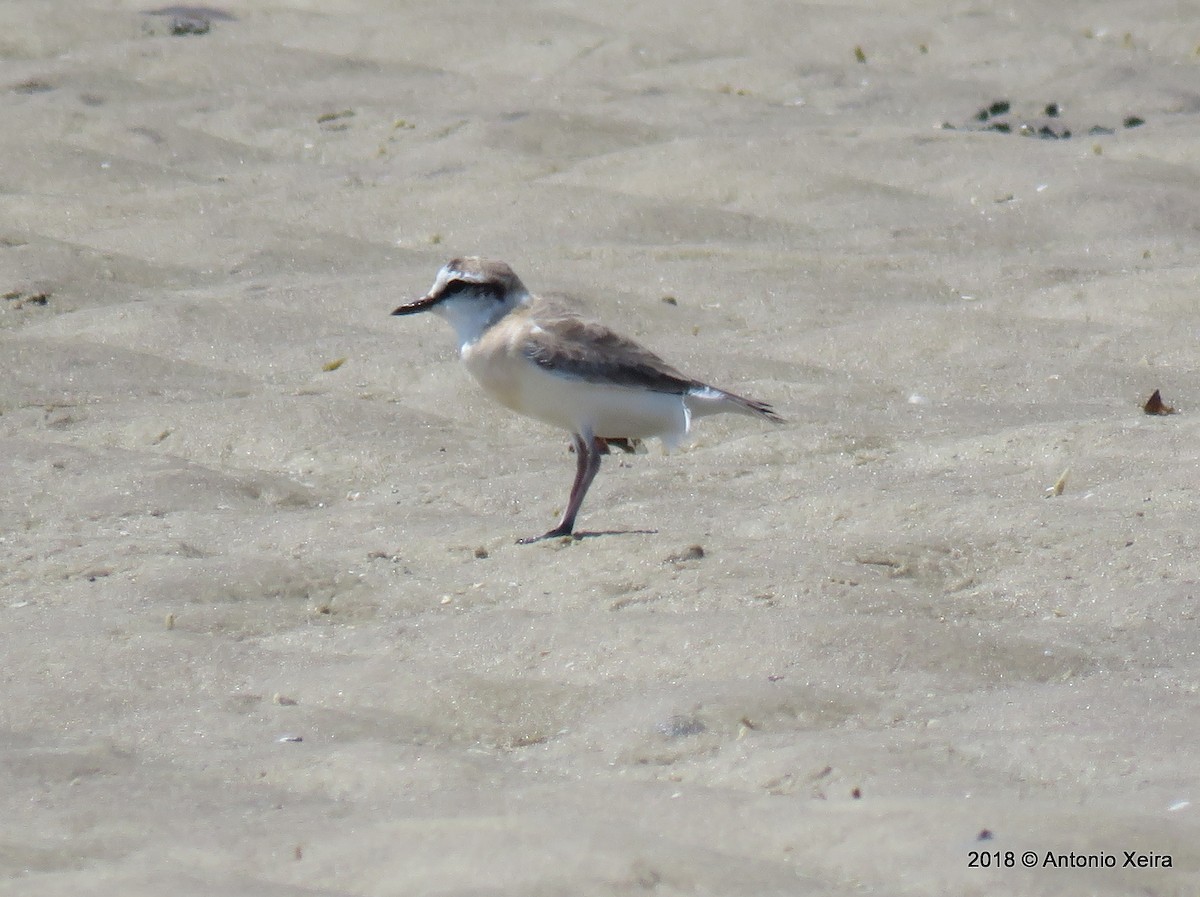 White-fronted Plover - ML132810541
