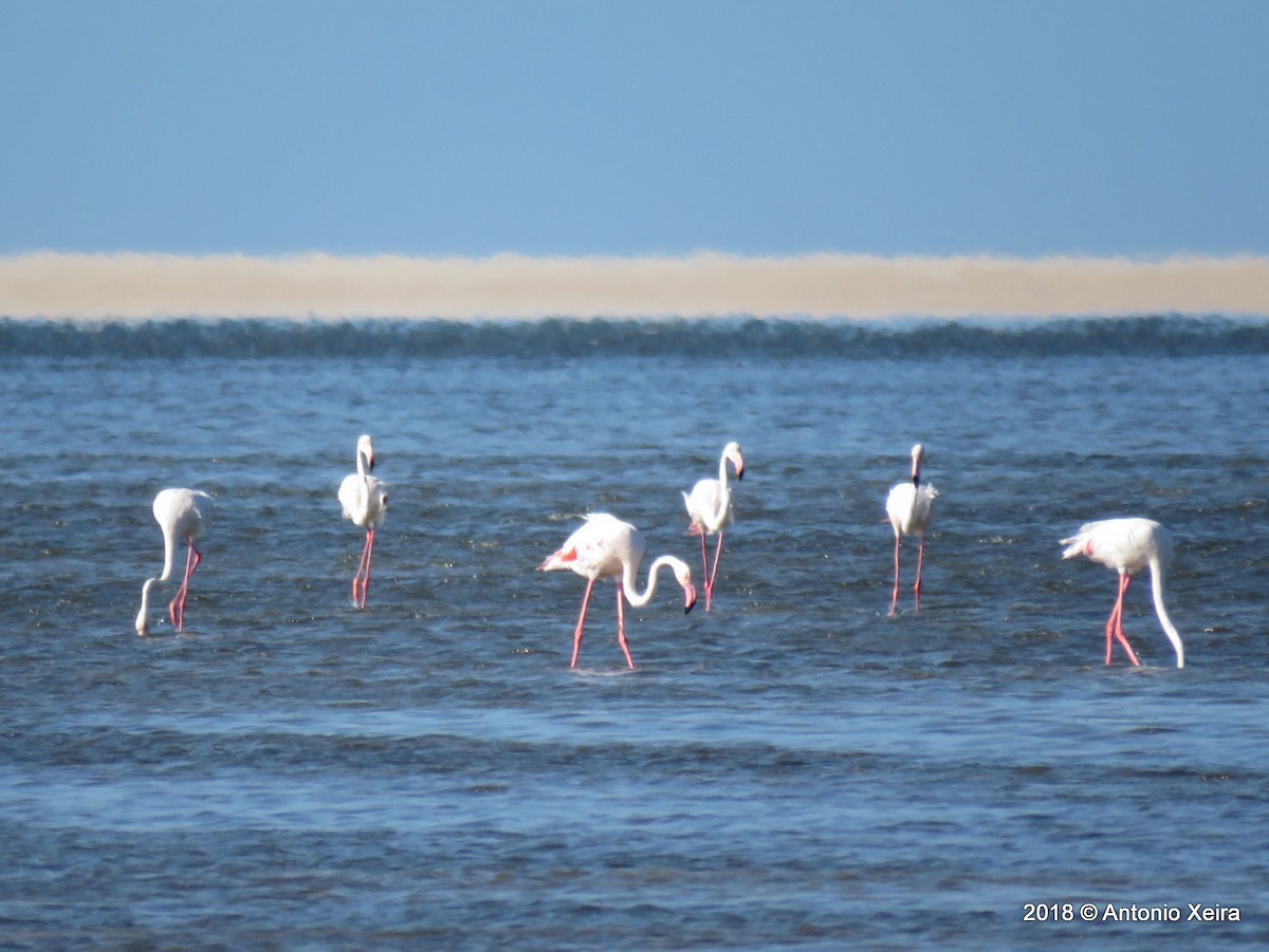 Greater Flamingo - ML132810601