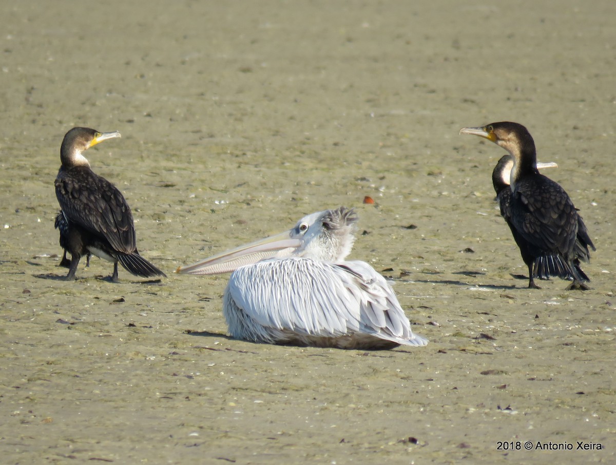 Pink-backed Pelican - ML132811791