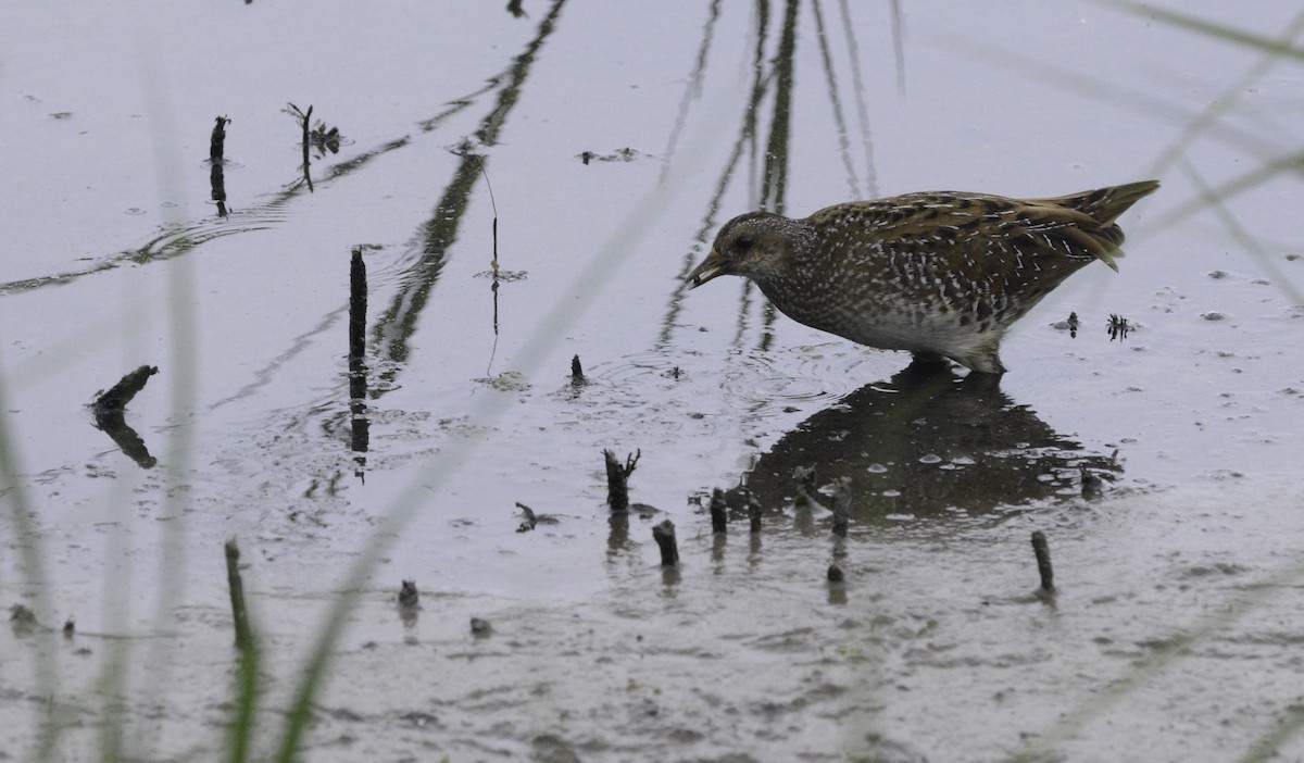 Spotted Crake - Jacob Spinks