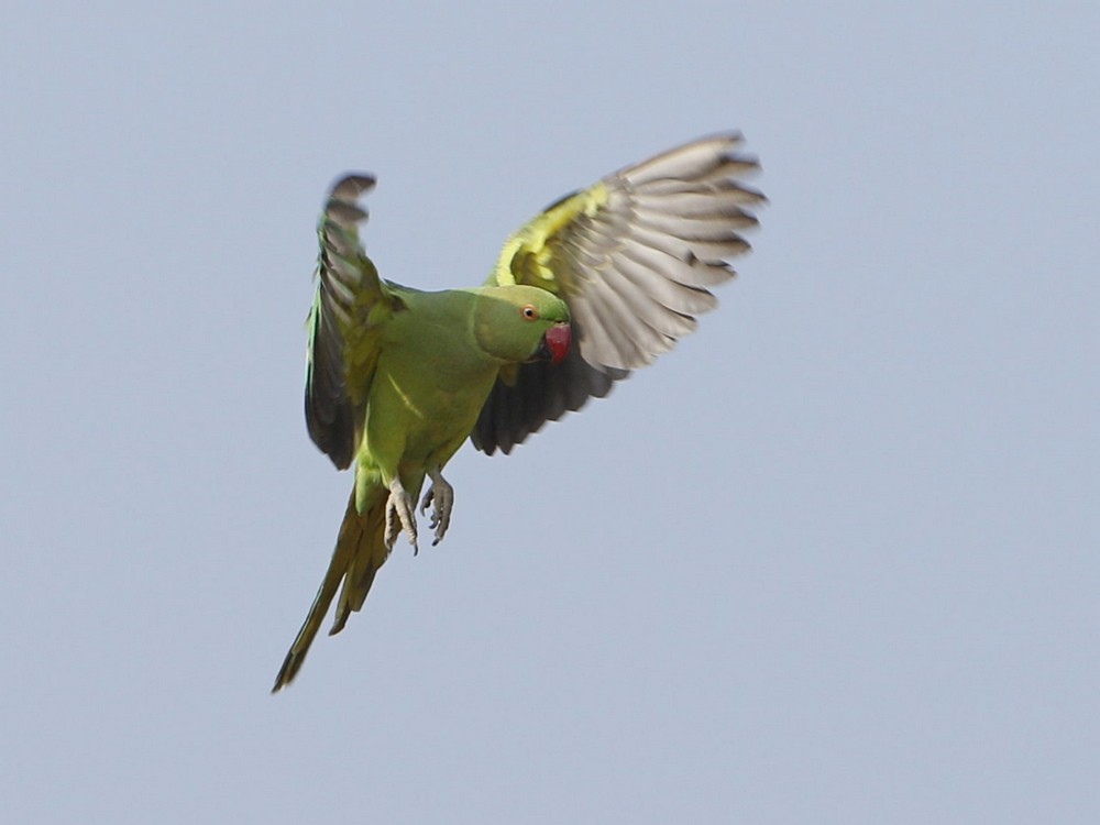 Rose-ringed Parakeet - Subhadra Devi