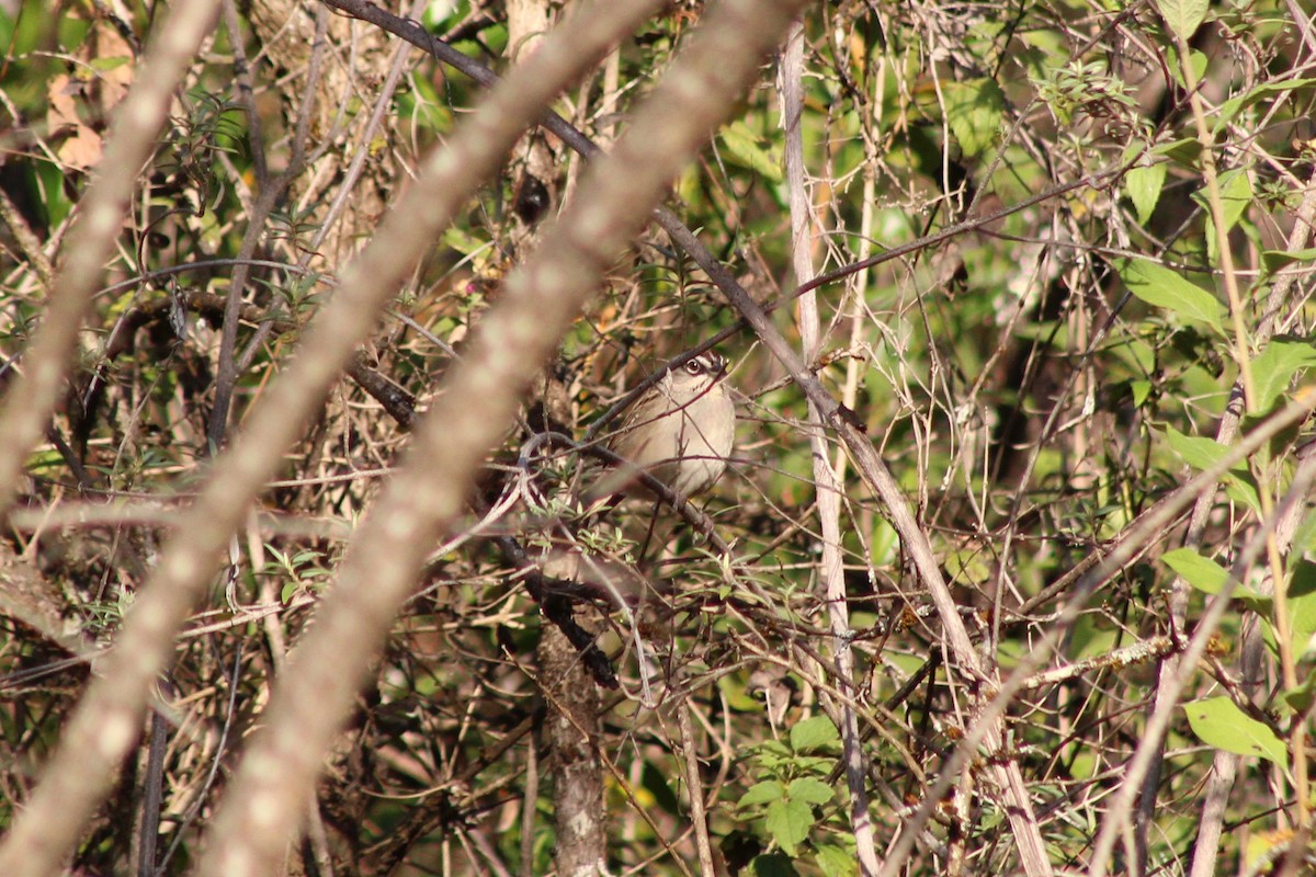 Oaxaca Sparrow - ML132814871