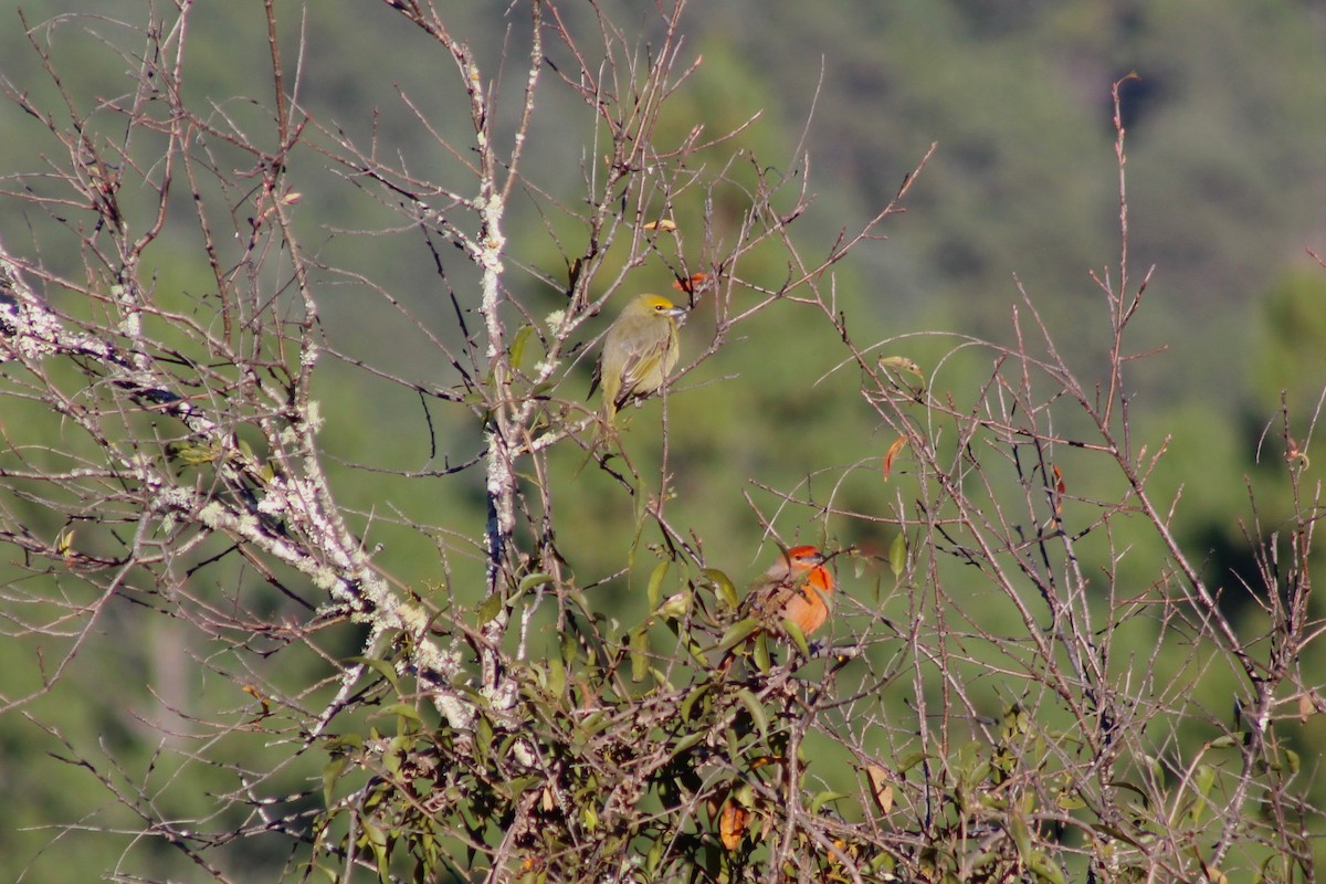 Hepatic Tanager - ML132815001