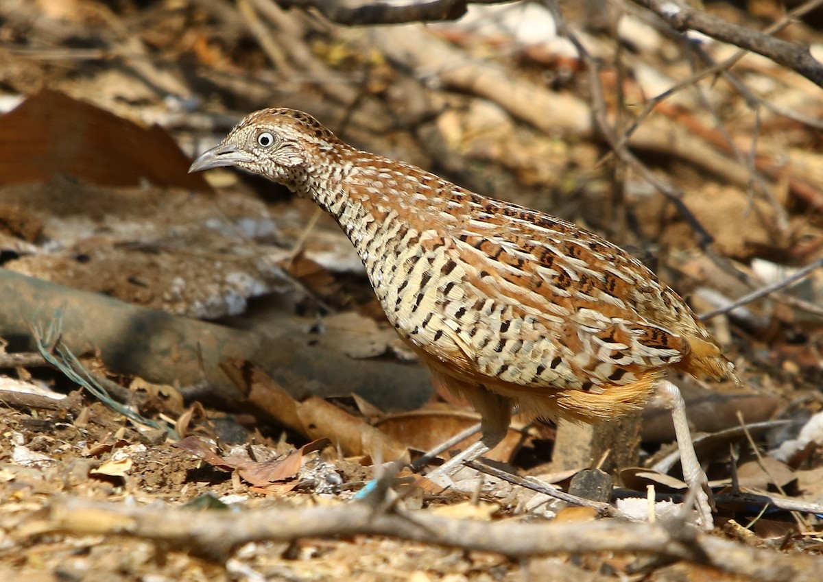 Barred Buttonquail - Bhaarat Vyas