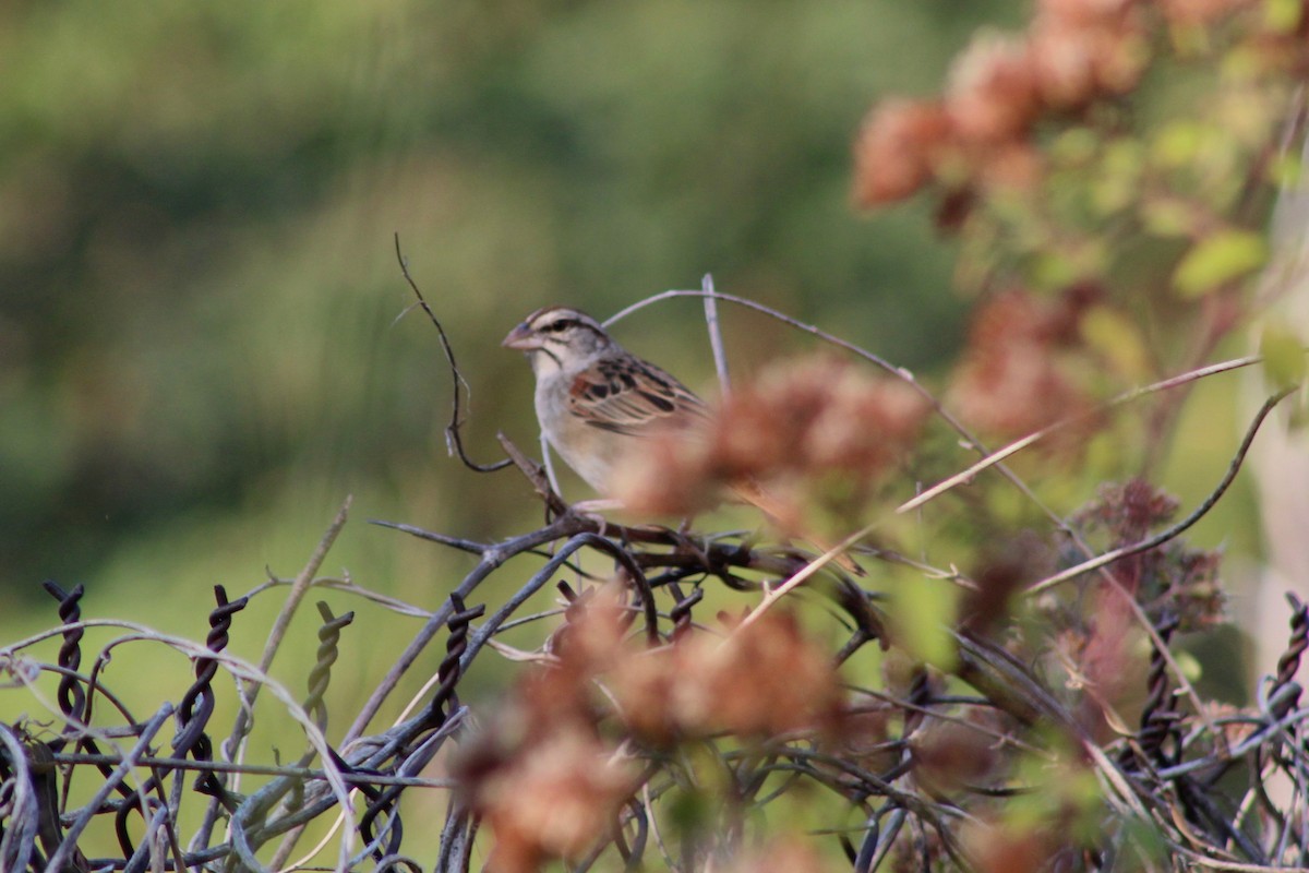 Cinnamon-tailed Sparrow - Tahiry Langrand