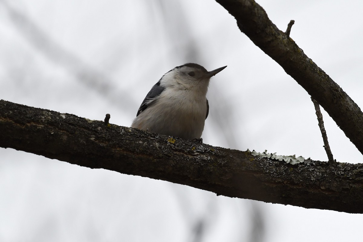 White-breasted Nuthatch - ML132817461