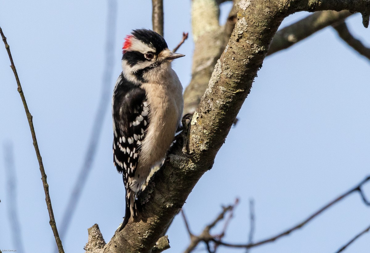 Downy Woodpecker - John Hannan