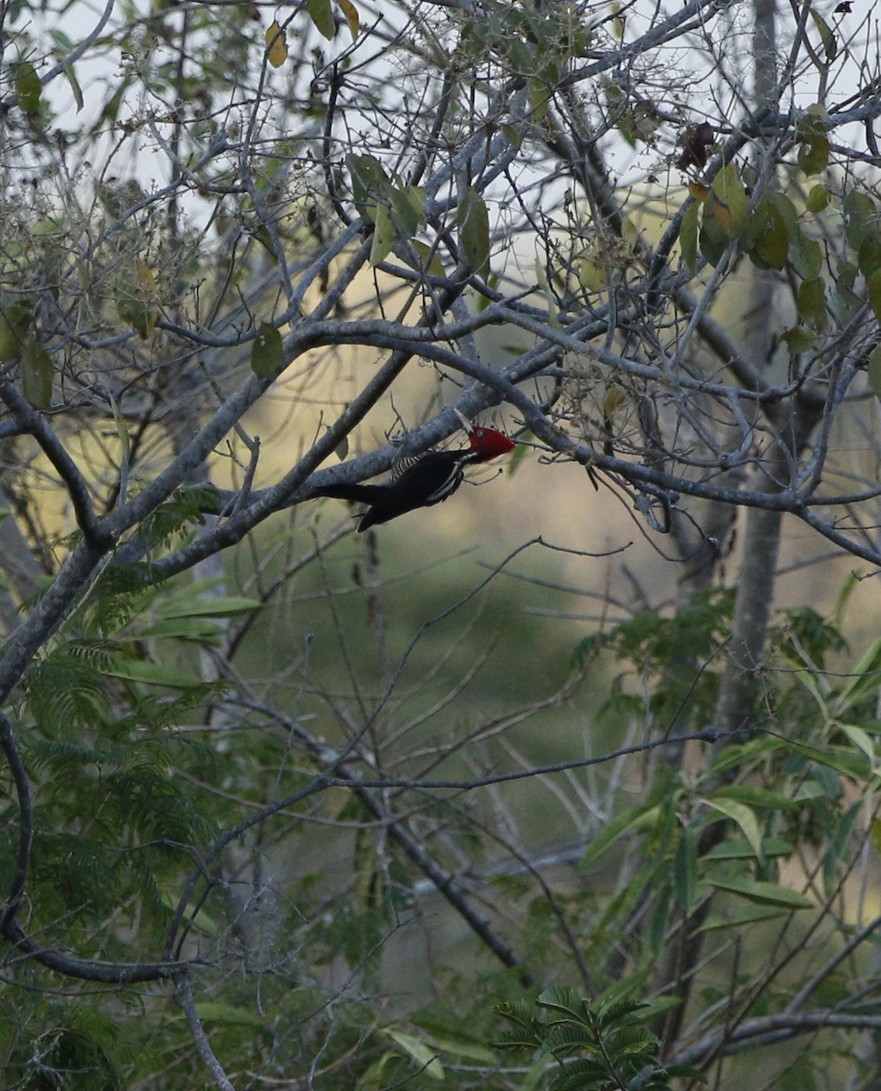 Pale-billed Woodpecker - ML132819231