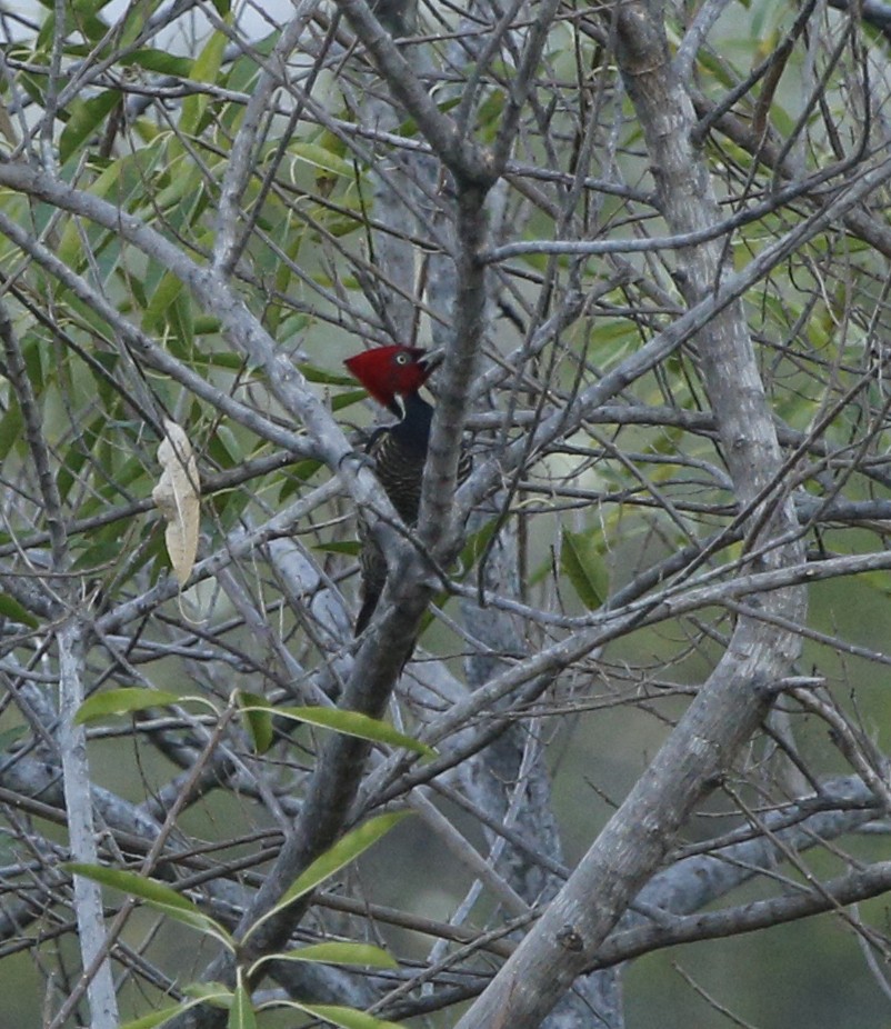 Pale-billed Woodpecker - ML132819241