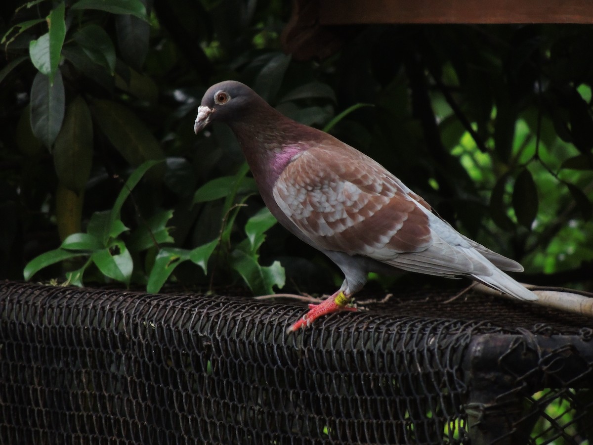 Rock Pigeon (Feral Pigeon) - ML132820951