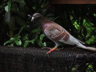 Rock Pigeon (Feral Pigeon), ML132820951