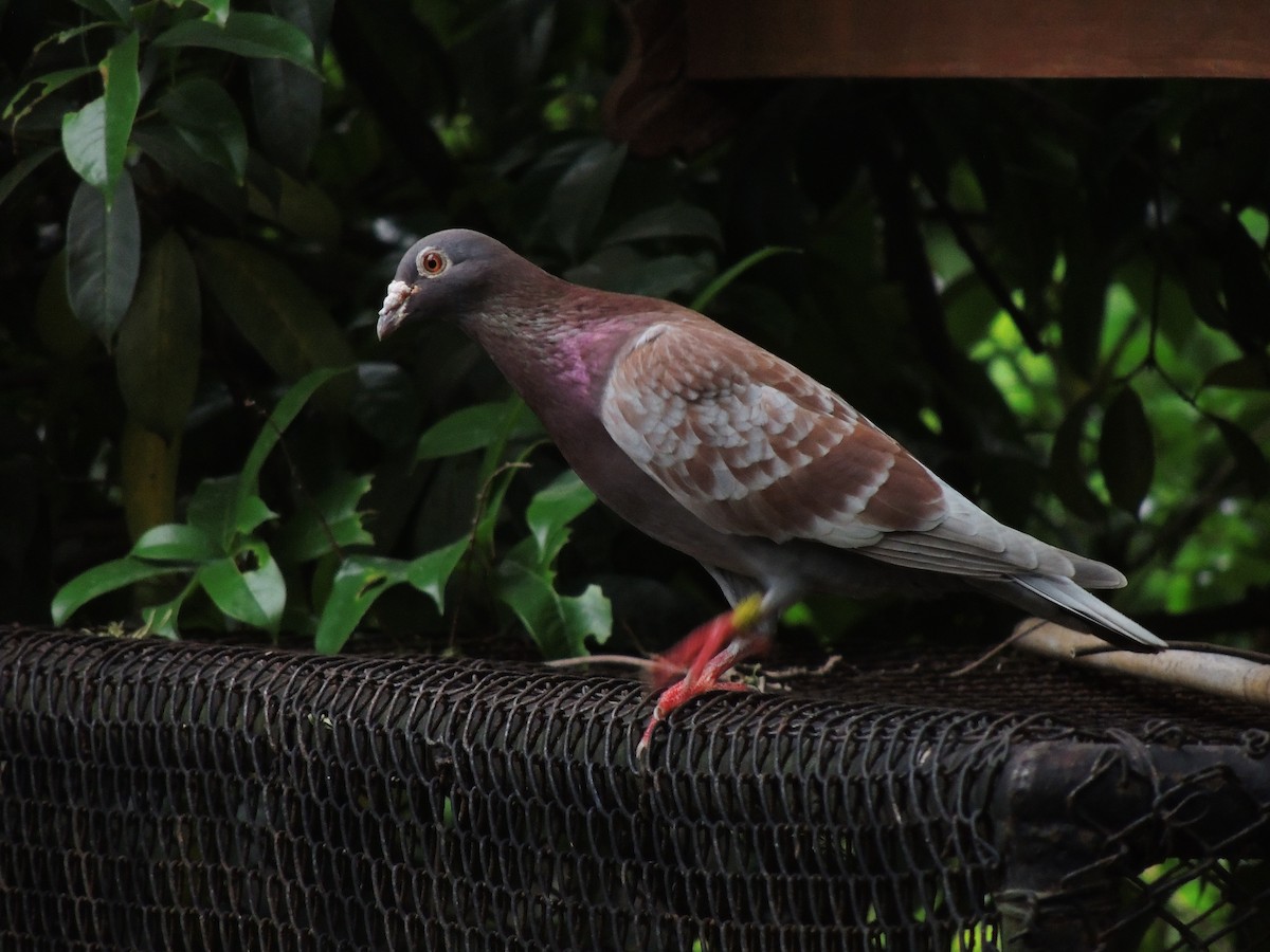 Rock Pigeon (Feral Pigeon) - ML132821101