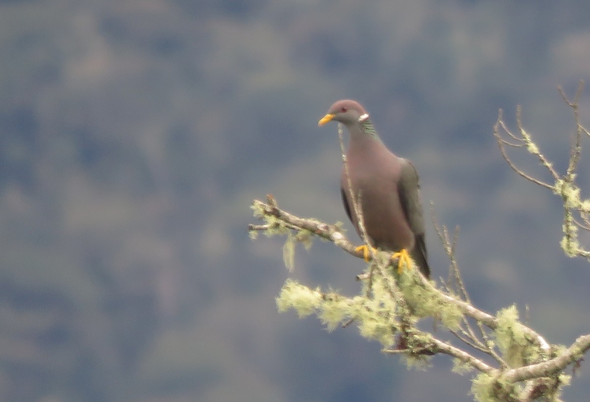 Band-tailed Pigeon - ML132822431
