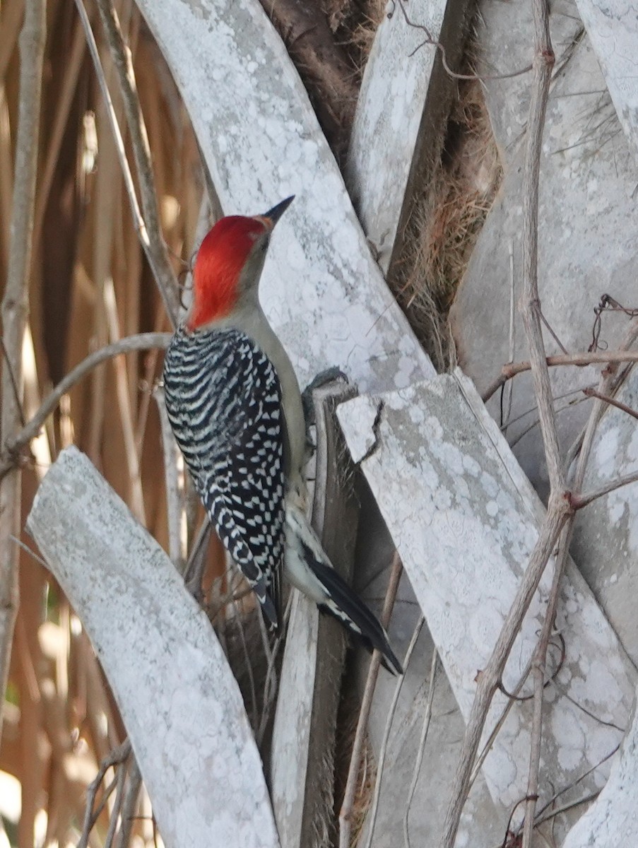 Red-bellied Woodpecker - Claire Herzog