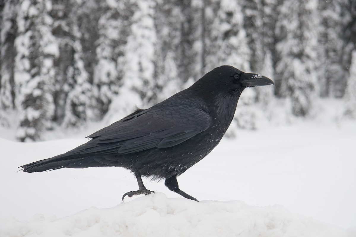 Common Raven - William Hearn