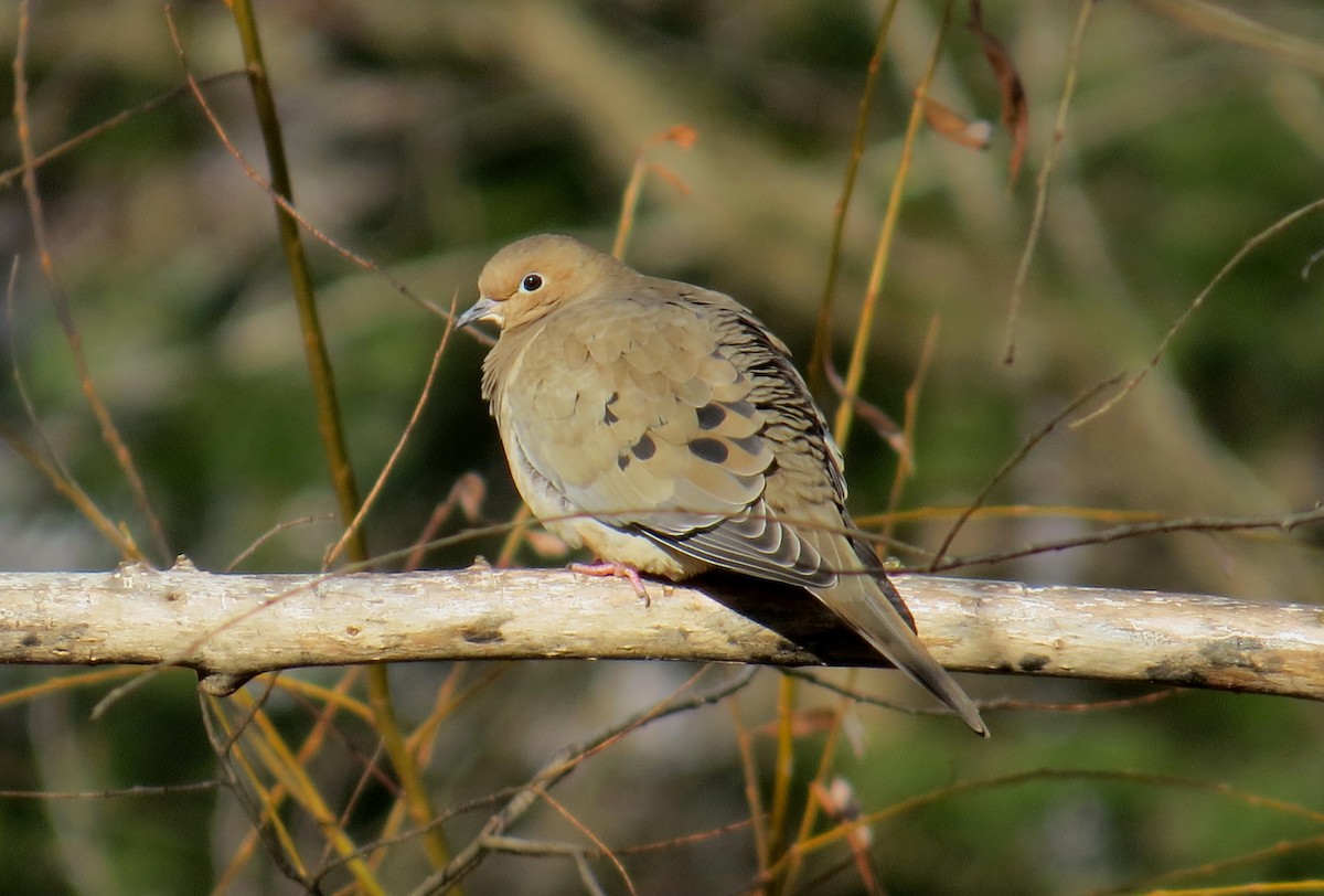 Mourning Dove - Lindsey Duval