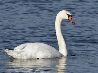 Mute Swan, ML132838071