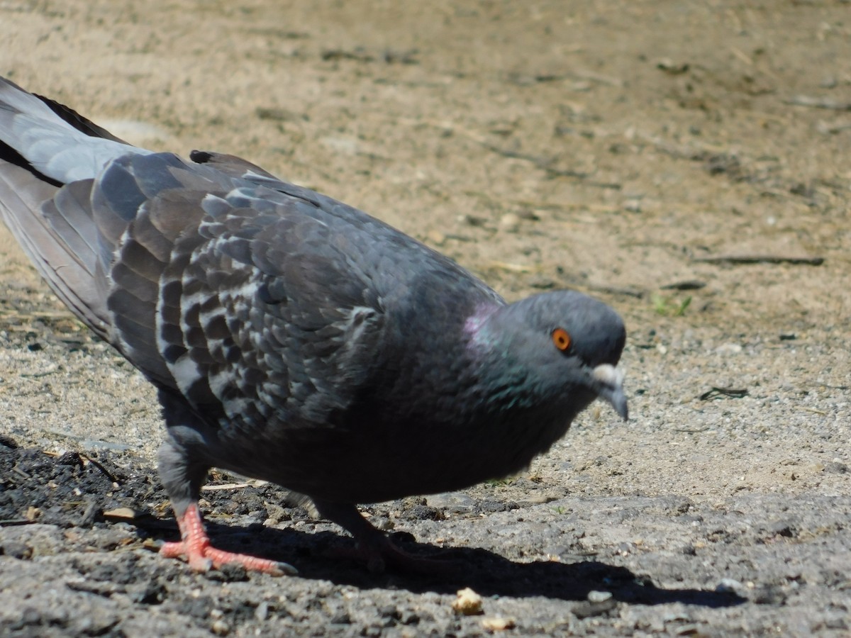 Rock Pigeon (Feral Pigeon) - Devin Johnstone