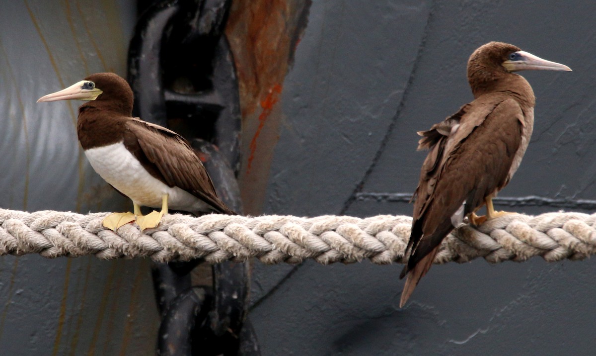 Brown Booby - ML132840031