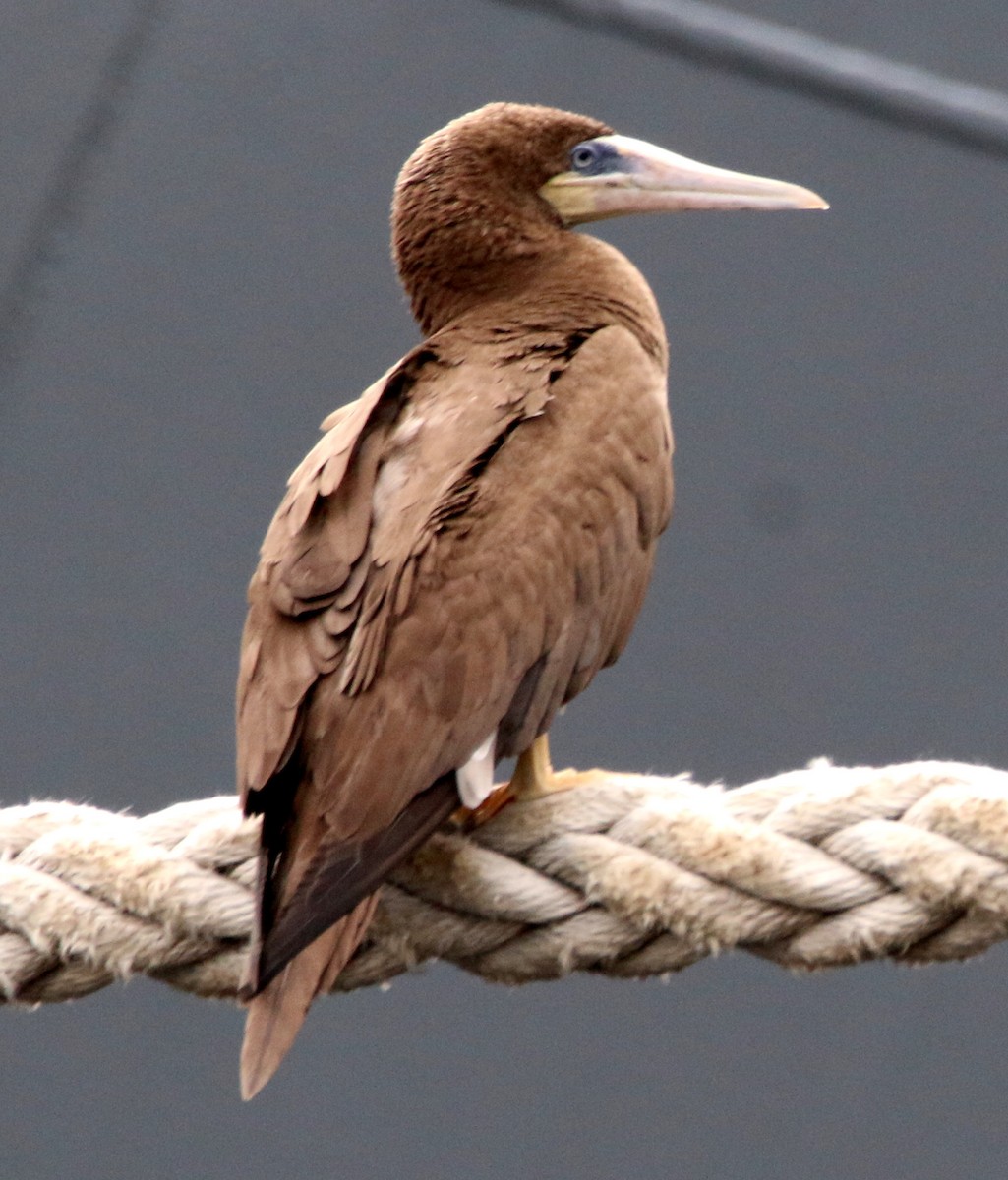 Brown Booby - ML132840041