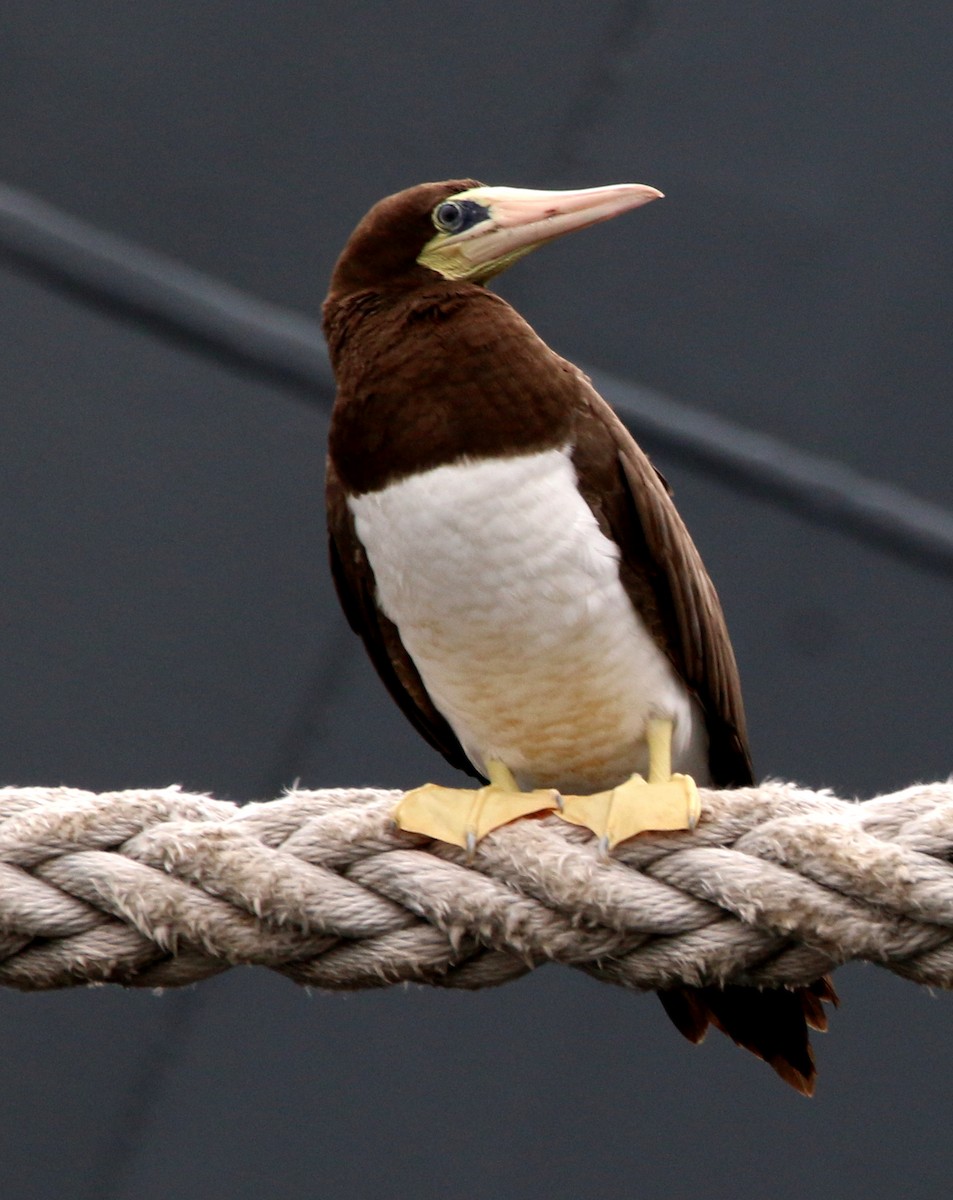 Brown Booby - ML132840061