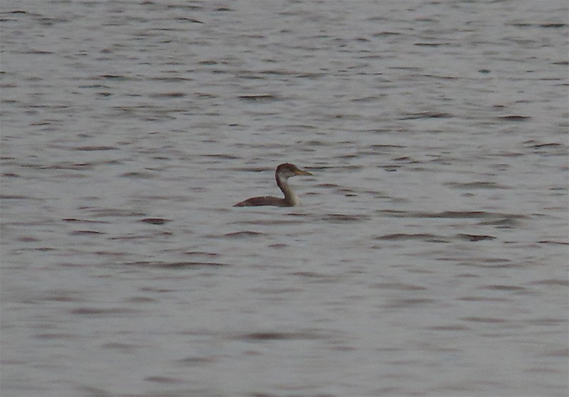 Red-necked Grebe - ML132840841