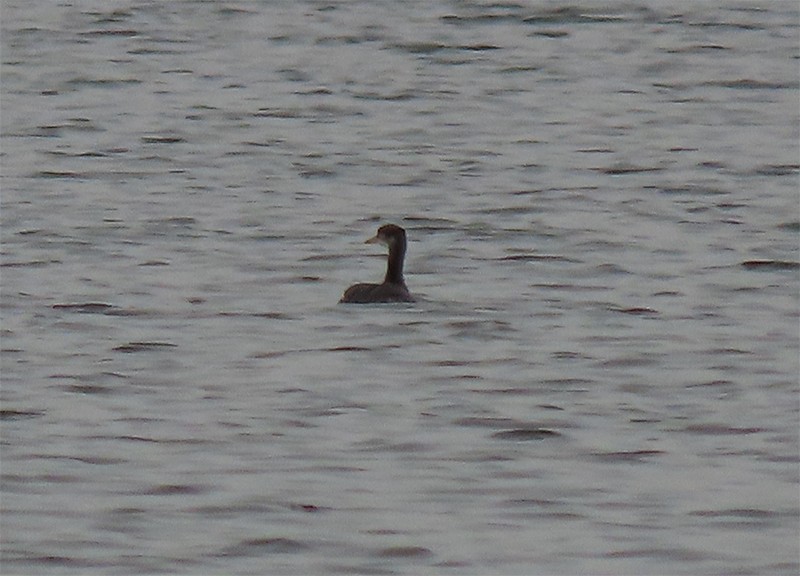 Red-necked Grebe - ML132840851