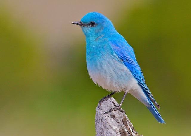 Photos Mountain Bluebird Sialia Currucoides Birds Of The World mountain bluebird sialia currucoides