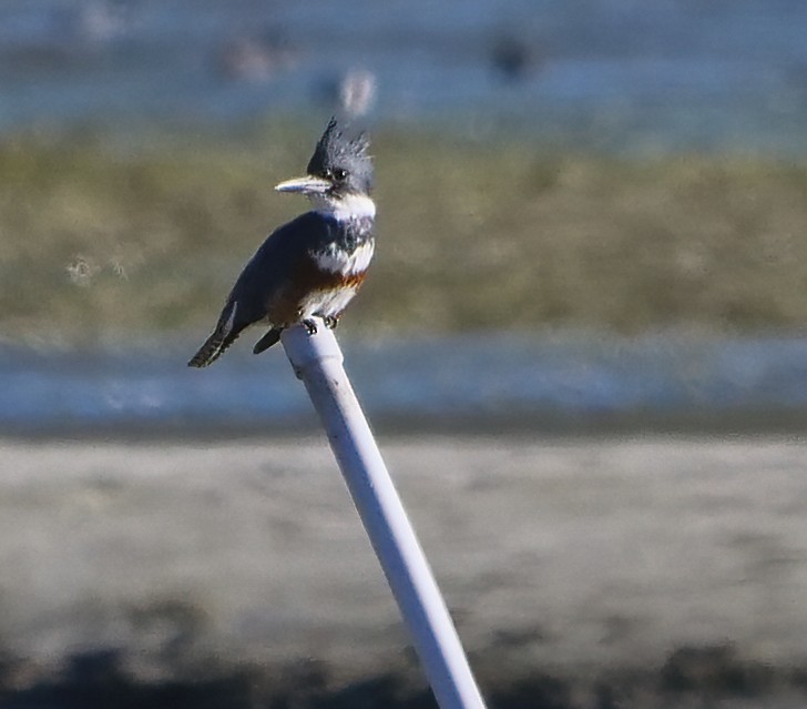 Belted Kingfisher - ML132841421