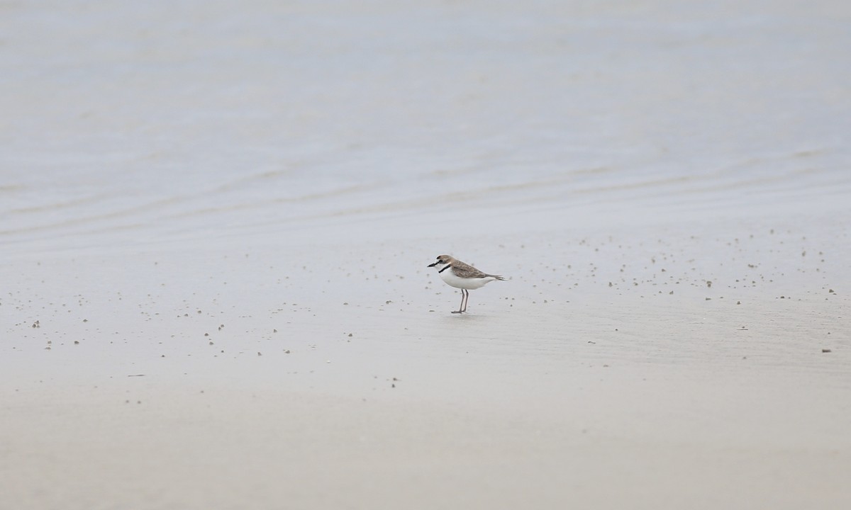 Collared Plover - ML132842141