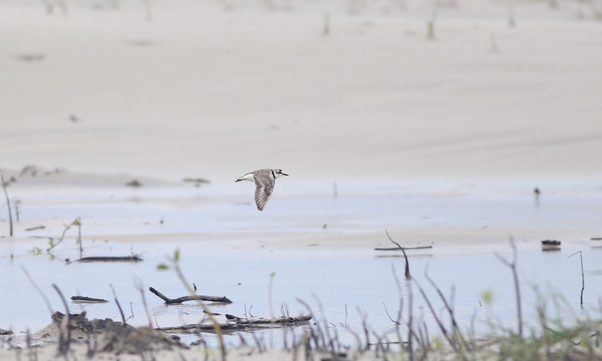 Collared Plover - ML132842151