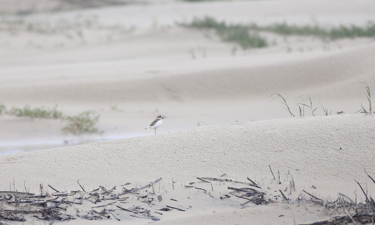 Collared Plover - ML132842161