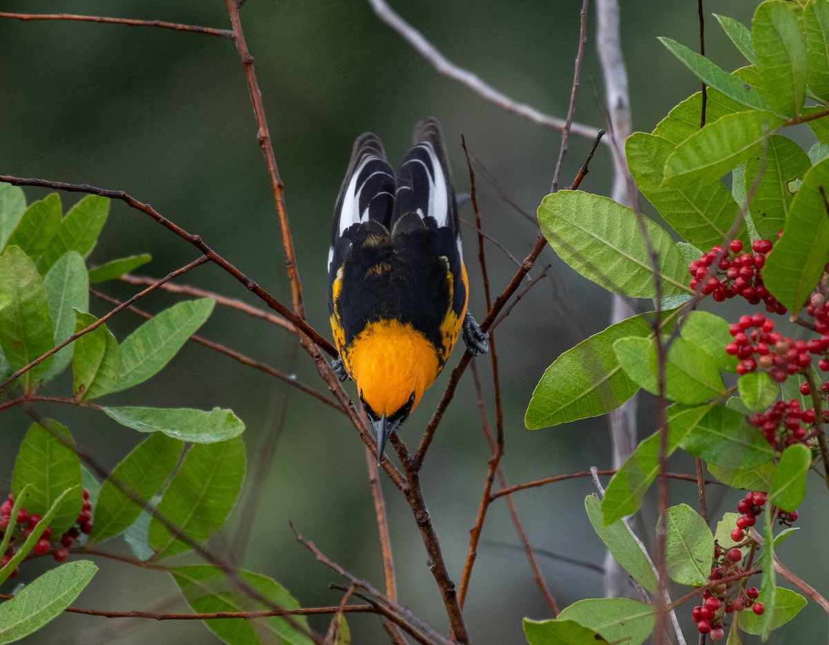 Spot-breasted Oriole - ML132847851