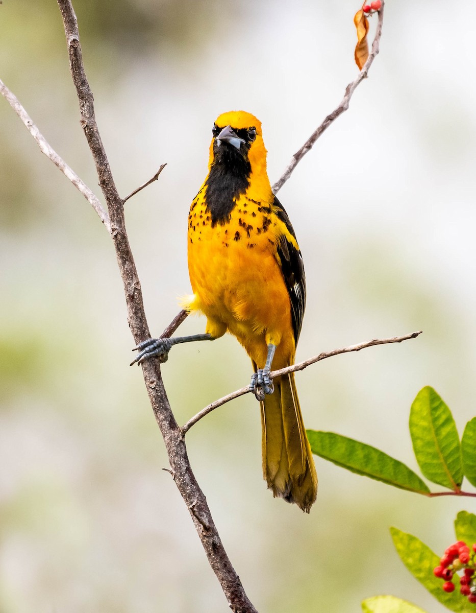 Spot-breasted Oriole - ML132847911