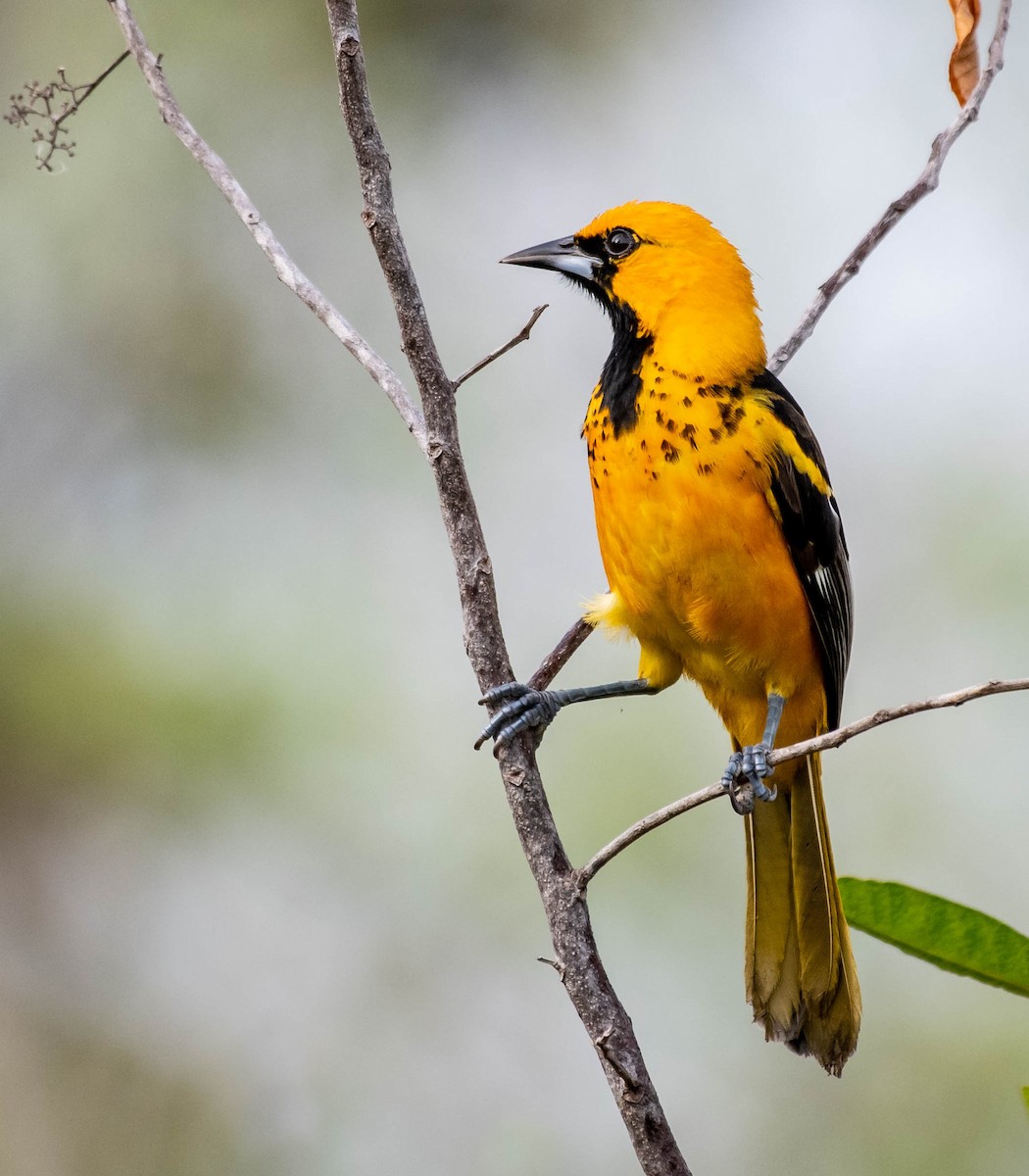 Spot-breasted Oriole - ML132847921