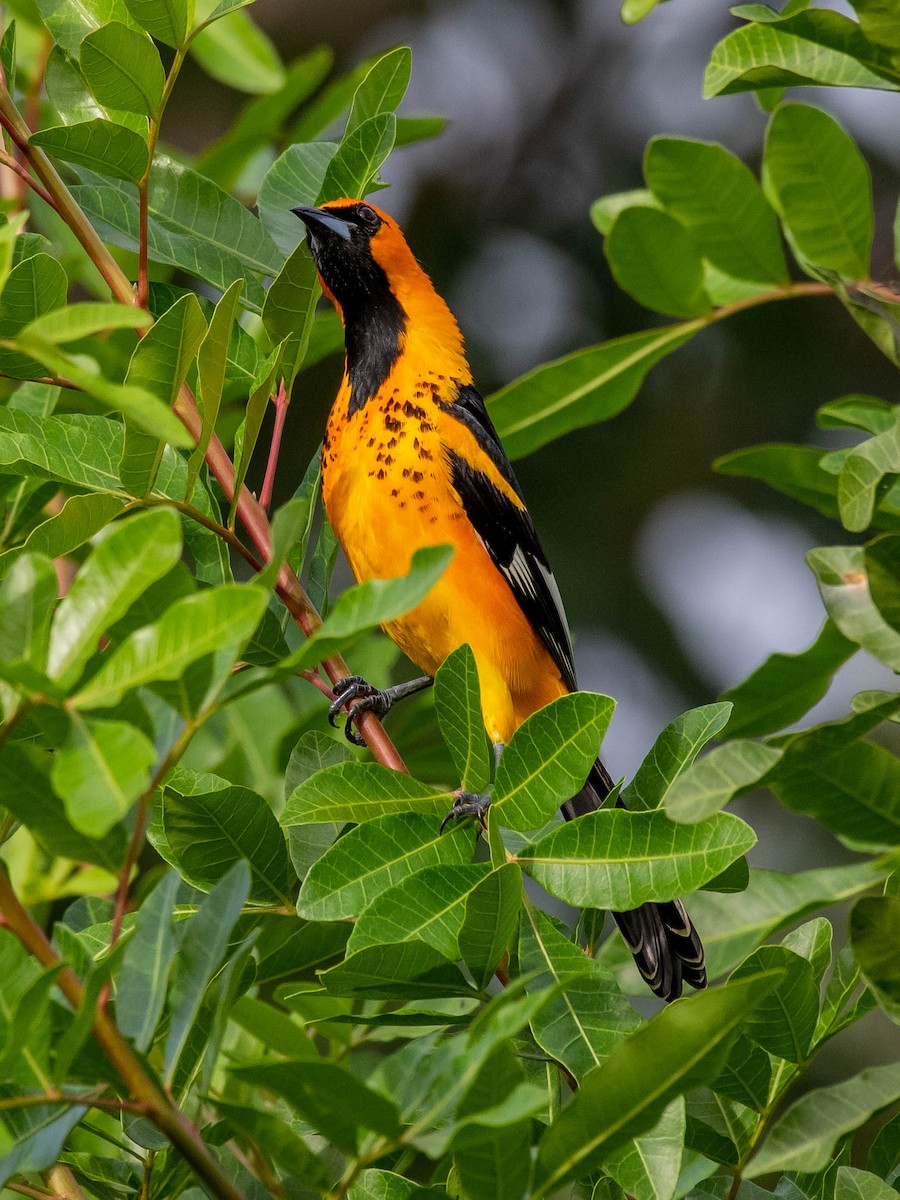 Spot-breasted Oriole - ML132847961
