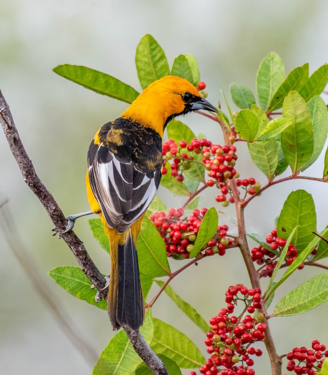 Spot-breasted Oriole - ML132847971