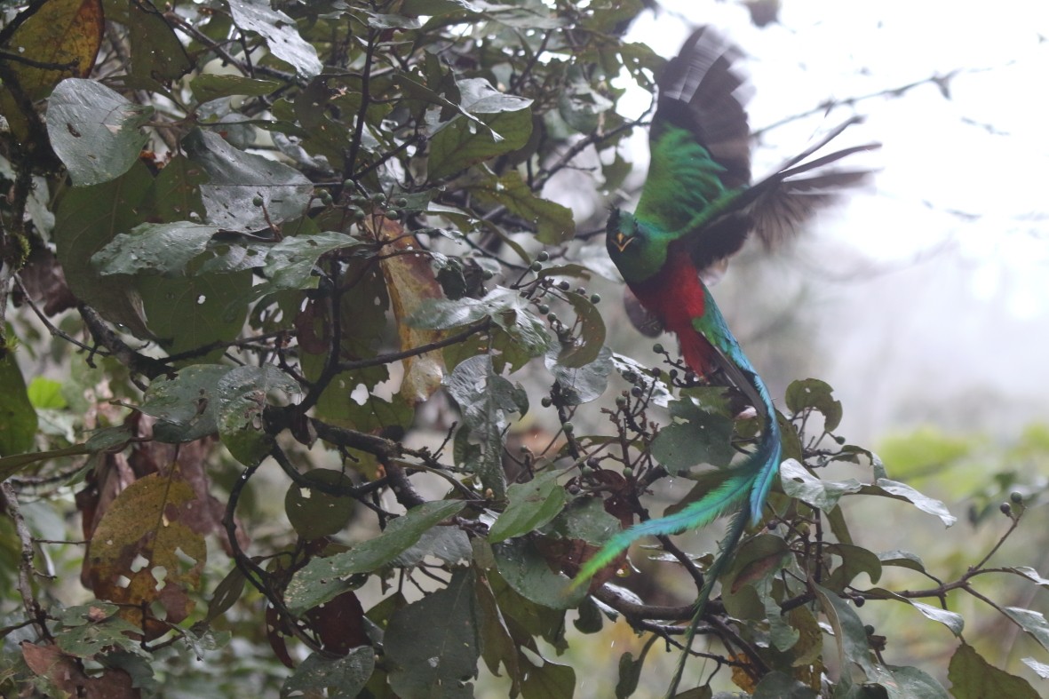 Resplendent Quetzal (Guatemalan) - ML132848031