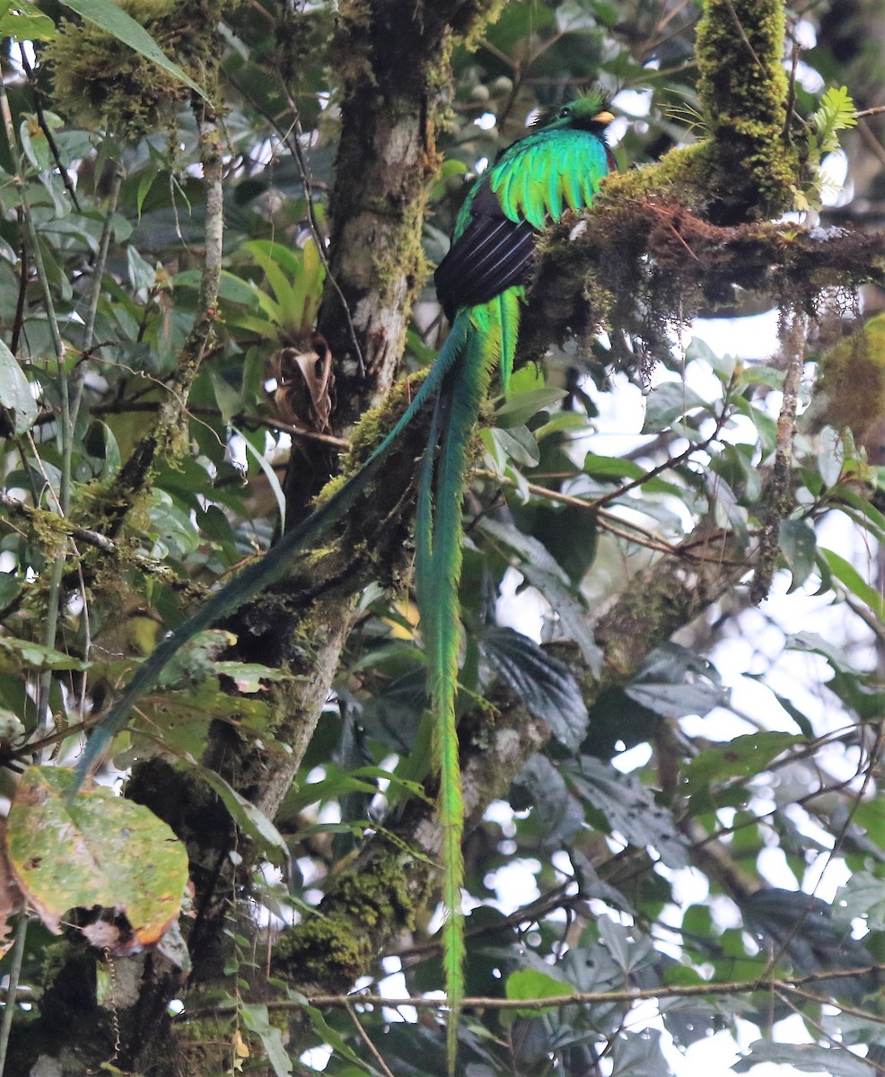 Resplendent Quetzal (Guatemalan) - ML132848051