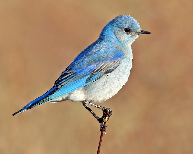 Photos - Mountain Bluebird - Sialia currucoides - Birds of the World